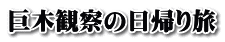 巨木観察の日帰り旅